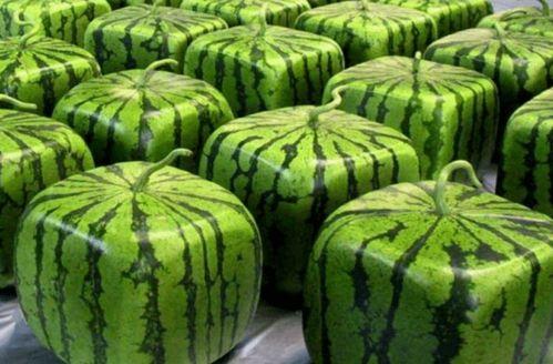 网上吃瓜在哪吃,探寻网络潮流背后的美食故事