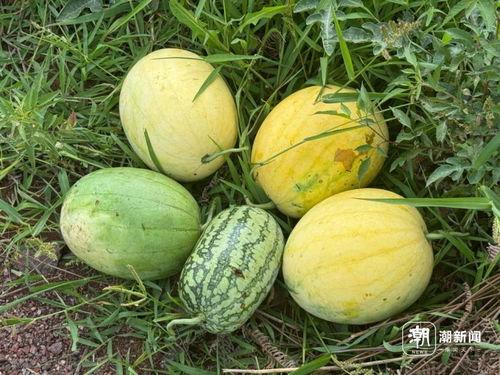 浙江丽水吃瓜事件视频,一场网络热议背后的真相揭秘