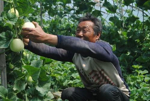 济宁群众吃大瓜,共享丰收喜悦