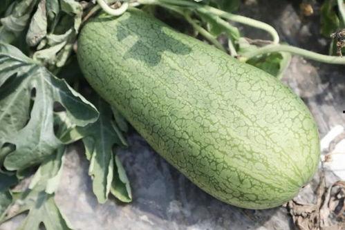 吃瓜玉,网络热词背后的文化现象