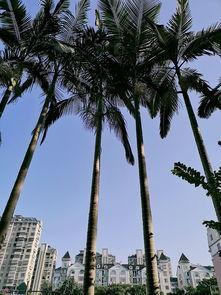 环岛小区吃瓜,吃瓜群众见证的邻里风云