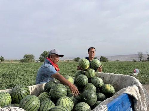 巴铁吃瓜现场,一场全民娱乐盛宴