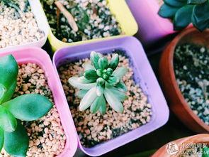 吃瓜少女Biubiu,揭秘娱乐圈幕后故事