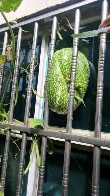 在窗户旁吃瓜,夏日悠闲时光的惬意体验