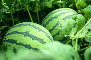 田地吃瓜真实照片,瓜香四溢,欢乐满溢