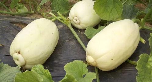 吃青州瓜,探寻山东特色水果的魅力