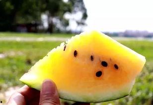 小沙子吃瓜视频,揭秘娱乐圈幕后故事