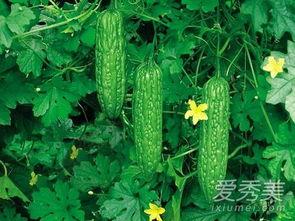 孕妇可以吃凉瓜呢,清凉解暑,营养健康