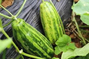 吃瓜吃皂是什么意思,网络流行语的趣味解读