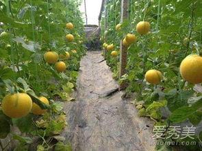 伊丽莎白瓜宝宝怎么吃,伊丽莎白瓜宝宝的多重食用攻略