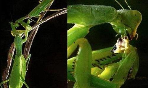 螳螂吃哈密瓜,自然界的奇妙食趣